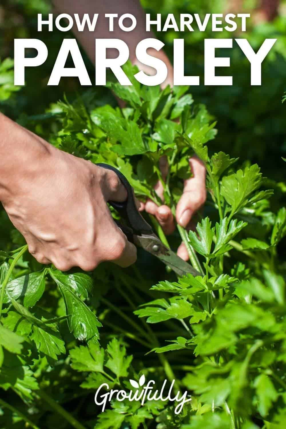 Harvesting Parsley