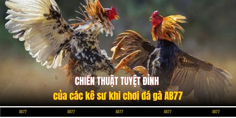 Chiến thuật tuyệt đỉnh của các kê sư khi chơi đá gà Ev88