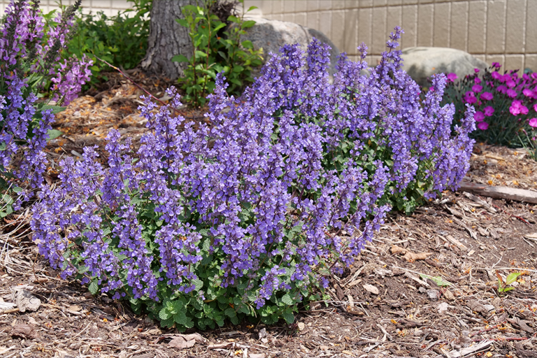 Ideal Growing Conditions for Catmint