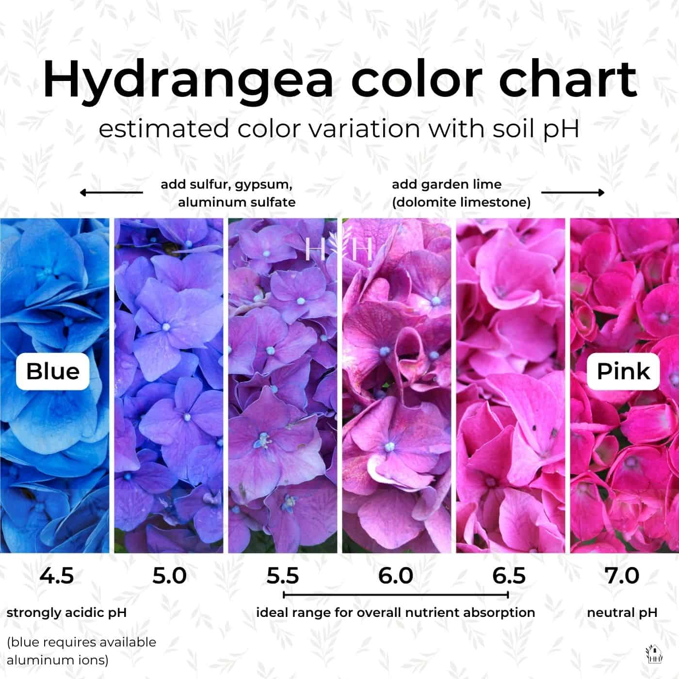 Hydrangea Color Chart