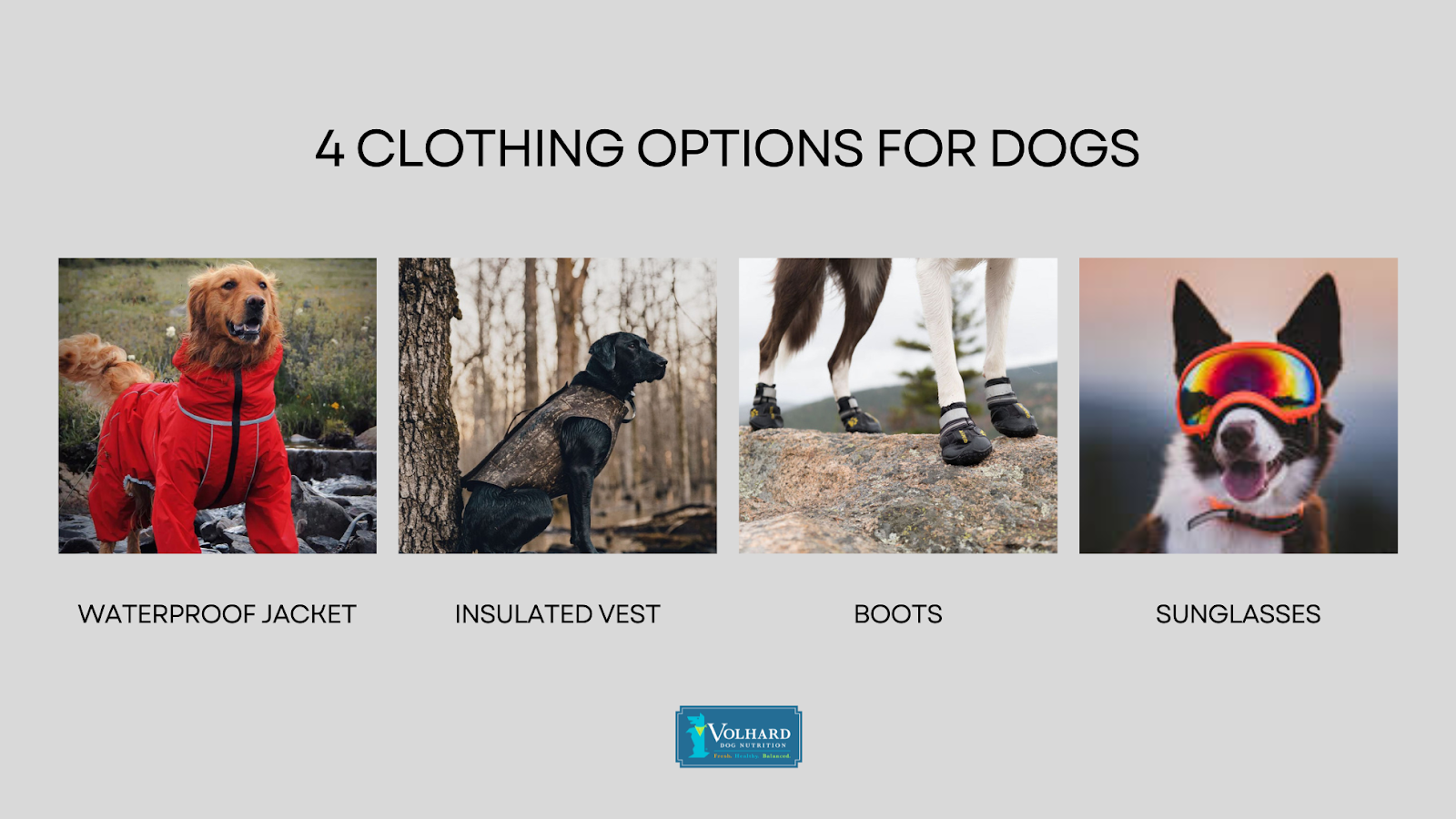 clothing options for dogs