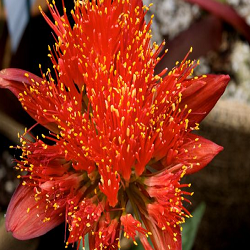 Blood Lily