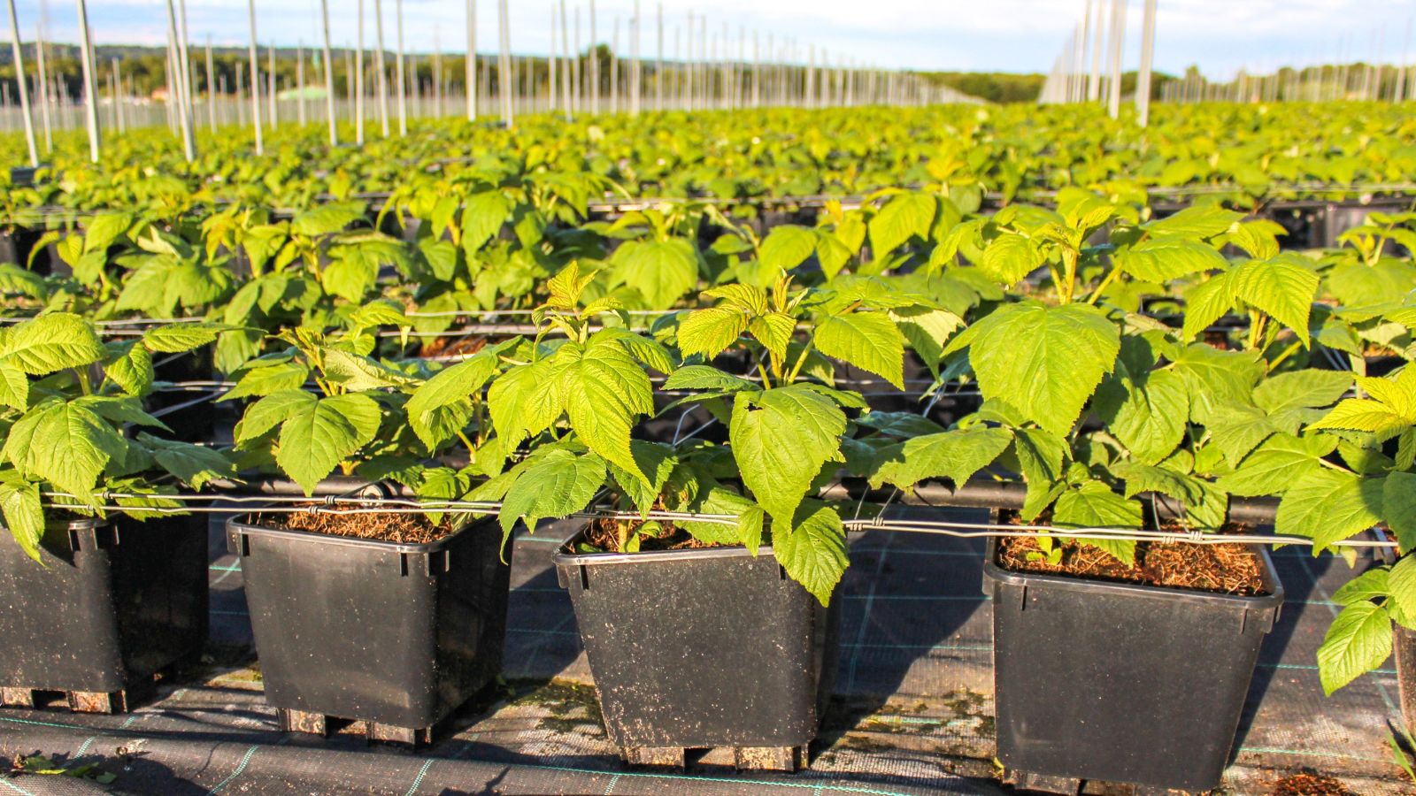A shot of several individually potted and developing fruit-bearing plants in a well lit area outdoors