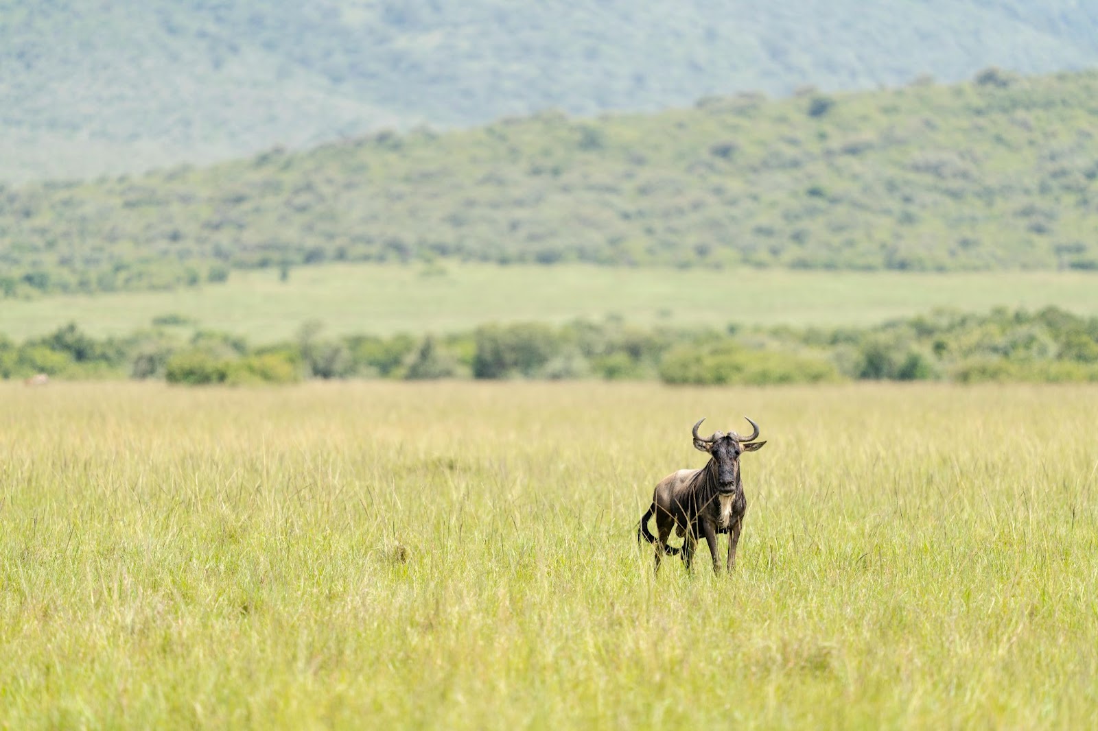 An off season for a Kenyan Safari