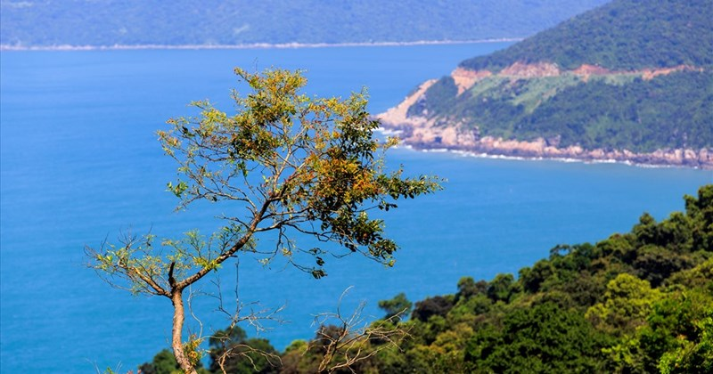 Chiêm ngưỡng bán đảo Sơn Trà từ trên cao.