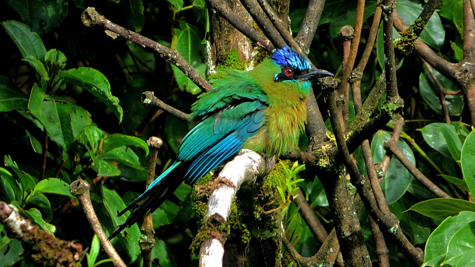 Monteverde’s cloud forests for adventurous lovebirds to explore exotic wildlife. 