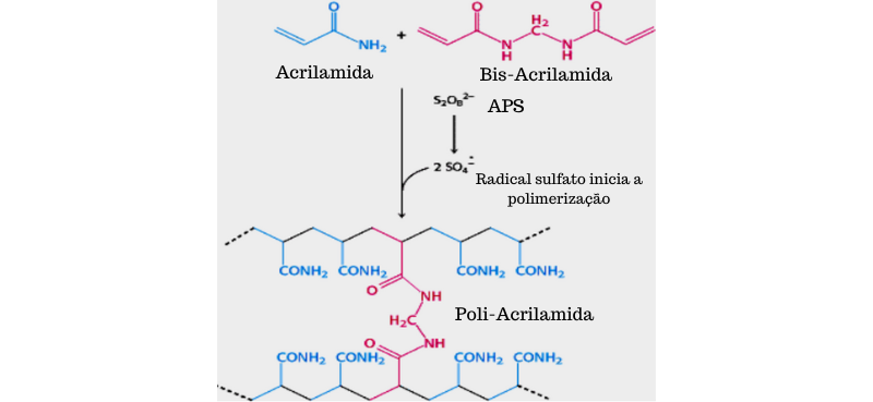 Reação química de polimerização da acrilamida e bis-acrilamida em poliacrilamida