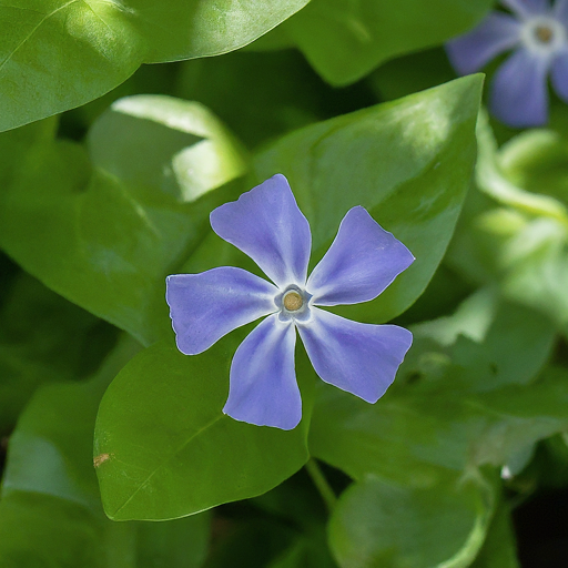 How to Grow Thriving Periwinkle Flowers: A Comprehensive Guide