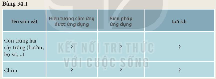 BÀI 34. VẬN DỤNG HIỆN TƯỢNG CẢM ỨNG Ở SINH VẬT VÀO THỰC TIỄNMỞ ĐẦUCâu hỏi: Vì sao khi trồng các loài cây thân leo như mướp, bầu, bí, thiên lí…người trồng thường phải làm giàn cho cây?Đáp án chuẩn:Vì các loại cây này thuộc loại cây thân leo quấn quanh giá thể để leo lên cao. I. ỨNG DỤNG HIỆN TƯỢNG CẢM ỨNG Ở SINH VẬT TRONG TRỒNG TRỌTCâu 1: Quan sát hình 34.2 và hoàn thành nội dung theo mẫu Bảng 34.1Đáp án chuẩn:Tên sinh vậtHiện tượng cảm ứng được ứng dụngBiện pháp ứng dụngLợi íchCôn trùng hại cây trồng (bướm, bọ xít,...)hướng sángdùng đèn bẫy côn trùngdiệt côn trùng hại cây trồngChimtập tính sợ con ngườidùng bù nhìnxua đuổi chim hại cây trồngCâu 2: Lấy thêm các ví dụ về việc ứng dụng hiện tượng cảm ứng trong trồng trọtĐáp án chuẩn:Tạo tán cho cây giúp cây mọc theo hướng mong muốn.II. ỨNG DỤNG HIỆN TƯỢNG CẢM ỨNG Ở SINH VẬT TRONG CHĂN NUÔICâu hỏi: Nêu các ví dụ ứng dụng hiện tượng cảm ứng hoặc tập tính của động vật trong chăn nuôi mà em biết. Đáp án chuẩn:Nghe tiếng kẻng, trâu bò nuôi trở về chuồng.III. ỨNG DỤNG HIỆN TƯỢNG CẢM ỨNG HOẶC TẬP TÍNH CỦA ĐỘNG VẬT TRONG CHĂN NUÔI MÀ EM BIẾT