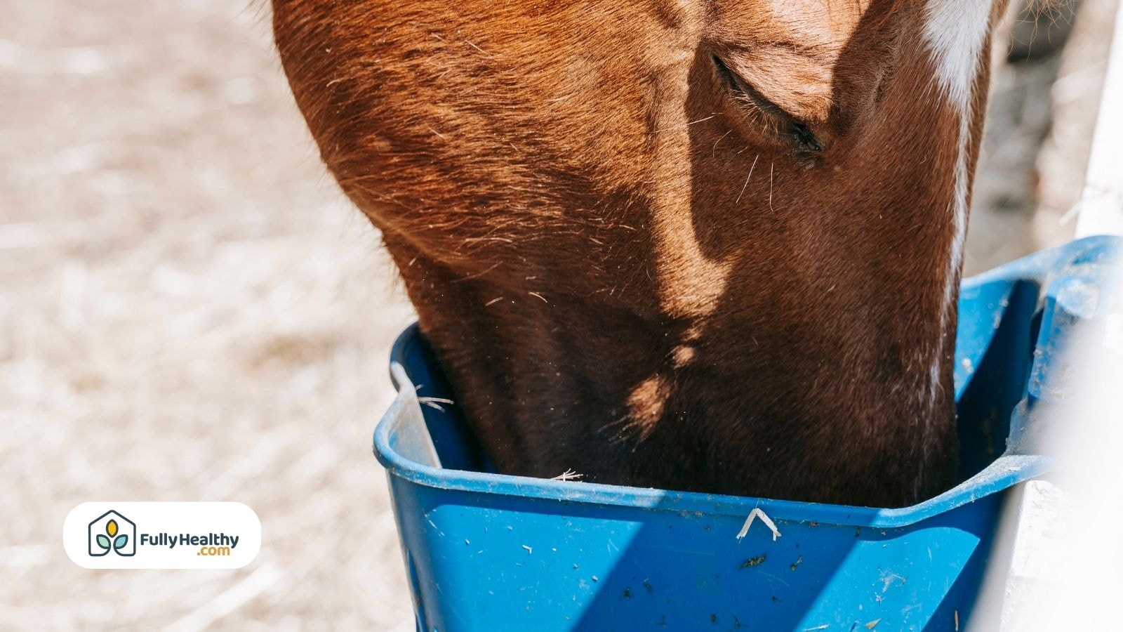 Close-up of horse eating from blue bucket