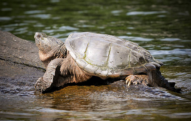 Snapping Turtle