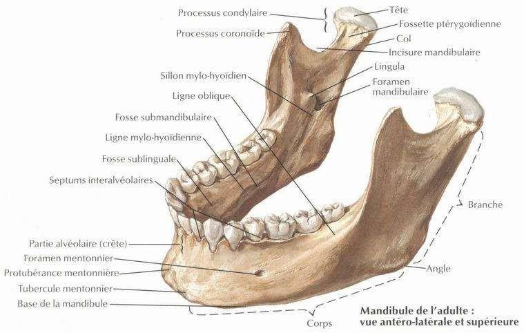 F:\radiologie ahmed\DR _MOUMEN\planches\010-2.JPG