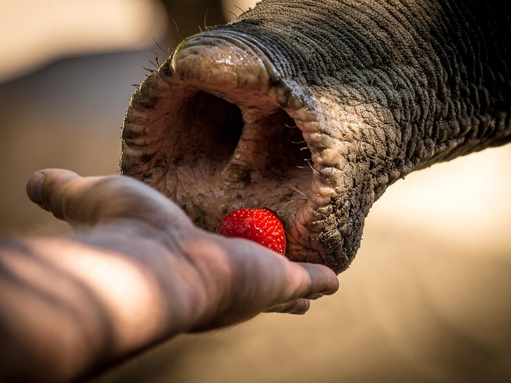 The trunk of a wild animal being feed through with a strawberry