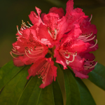 beautiful arabic flowers
