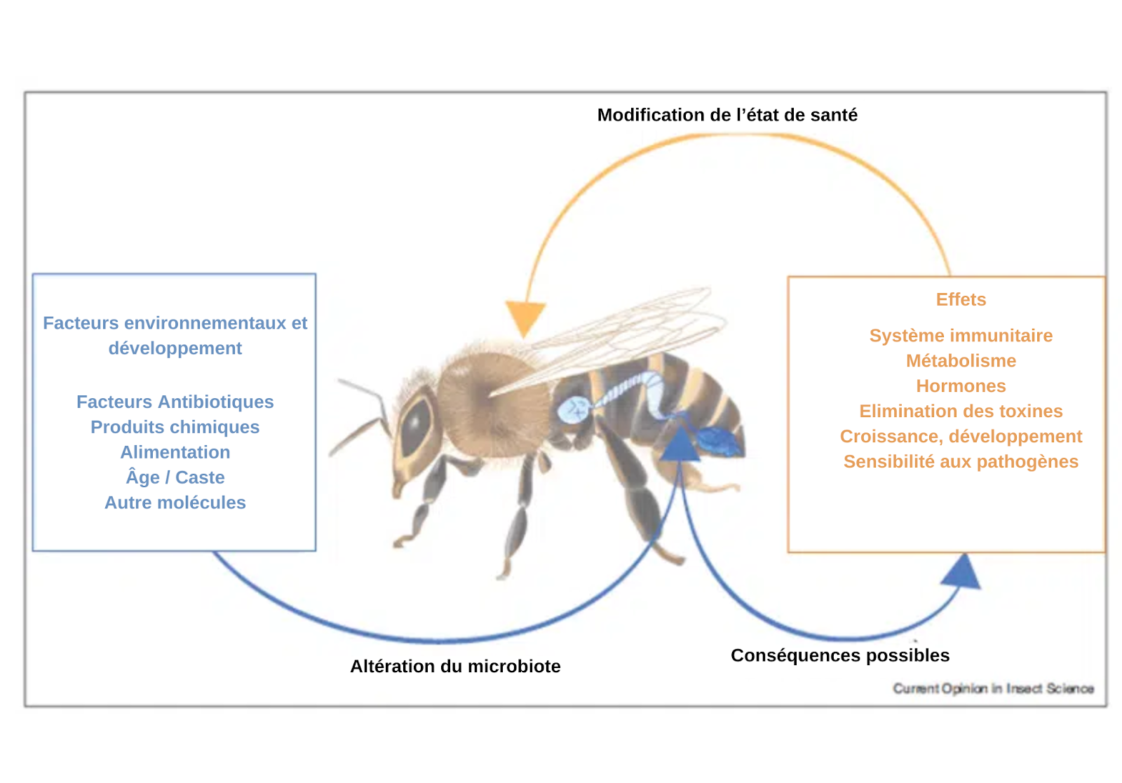 Le microbiote intestinal chez les abeilles : quel rôle joue-t-il ? - ALIMENTATION & NOURRISSEMENT