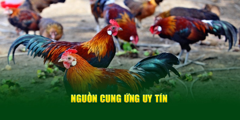 Nguồn cung ứng uy tín