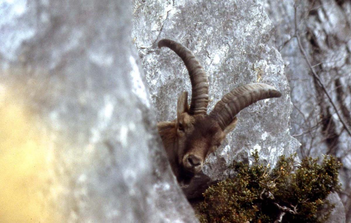 A male Pyrenean ibex in the wild, peeking out from behind a cliff.