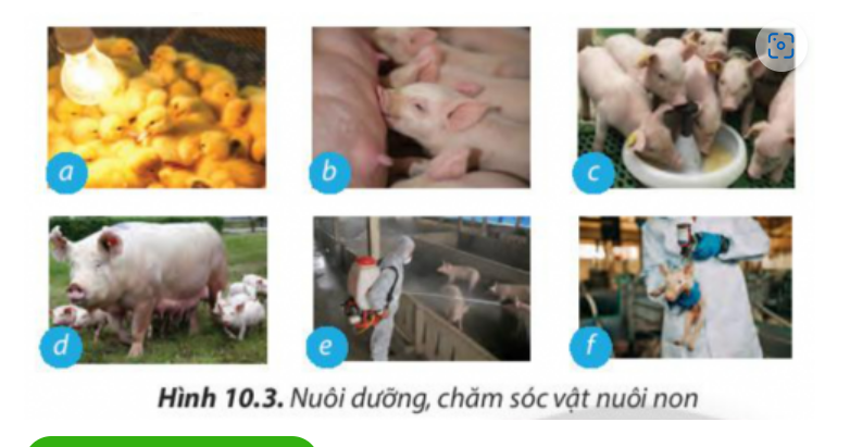 BÀI 10. KĨ THUẬT NUÔI DƯỠNG VÀ CHĂM SÓC VẬT NUÔI1. Vai trò của việc nuôi dưỡng, chăm sóc và phòng, trị bệnh cho vật nuôiCâu 1: Quan sát hình 10.1 và nêu những yếu tố ảnh hưởng đến sự phát triển của vật nuôi.Đáp án chuẩn:- Quá trình chọn con giống- Quá trình nuôi dưỡng- Quá trình chăm sóc- Quá trình phòng và trị bệnhCâu 2: Hãy liệt kê những công việc cần làm để nuôi dưỡng và chăm sóc vật nuôi.Đáp án chuẩn:- Chuẩn bị chuồng trại một cách tốt nhất, chọn nơi đủ mát, đủ ấm, đủ ánh sáng để làm chuồng- Nuôi vật nuôi mẹ tốt để có nhiều sữa chất lượng tốt cho đàn con.- Tiêm thuốc phòng các bệnh theo đúng từng giai đoạn- Cho vật nuôi vận động và tiếp xúc với nhiều ánh sáng.- Giữ vệ sinh, phòng bệnh cho vật nuôi.- Cần phải cho vật nuôi vận động, tắm chải thường xuyên, kiểm tra thể trọng và tinh dịch.Câu 3. Theo em, vì sao tiêm vaccine lại giúp vật nuôi phòng ngừa được bệnh dịch?Đáp án chuẩn:Tiêm vaccine giúp vật nuôi phòng ngừa bệnh dịch bằng cách kích thích hệ thống miễn dịch tạo miễn dịch đặc hiệu chủ động, tăng sức đề kháng và loại bỏ mầm mống vi sinh vật gây bệnh.2. Chăn nuôi vật nuôi2.1 Chăn nuôi vật nuôi nona. Một số đặc điểm sinh lí cơ thể của vật nuôi nonCâu 4: Hãy nêu các đặc điểm cơ thể của vật nuôi non mà biết trong từng trường hợp được minh họa ở hình 10.2Đáp án chuẩn:- Hình 10.2a: Lợn con: Bộ máy tiêu hóa của lợn con phát triển nhanh nhưng chưa hoàn thiện về chức năng, khả năng tiêu hóa của lợn con rất hạn chế.- Hình 10.2b: Gà con: thân nhiệt chưa ổn định, khả năng điều tiết thân nhiệt kém. - Hình 10.2c: Bê (Bò con): sức đề kháng còn yếu, hệ tiêu hóa chưa hoàn chỉnh. Câu 5: Đặc điểm cơ thể ảnh hưởng đến quá trình sinh trưởng của vật nuôi non như thế nào?Đáp án chuẩn:- Sự điều tiết thân nhiệt chưa hoàn chỉnh: Cần giữ ấm để tránh cơ thể yếu và chậm phát triển.- Chức năng tiêu hóa chưa hoàn chỉnh: Cần chọn thức ăn dễ tiêu hóa cho con non.- Hệ miễn dịch chưa phát triển, sức đề kháng kém: Con non dễ mắc bệnh hơn vật nuôi trưởng thành.b. Nuôi dưỡng, chăm sóc vật nuôi conCâu 6: Nêu tác dụng của các công việc nuôi dưỡng và chăm sóc vật nuôi non được minh họa trong mỗi trường hợp ở Hình 10.3Đáp án chuẩn:- Hình 10.3a: Sưởi ấm để tránh nhiễm lạnh và bệnh về hô hấp, tiêu hóa cho vật nuôi non.- Hình 10.3b: Cho bú sữa đầu đủ dinh dưỡng và kháng thể để cơ thể vật nuôi non chống lại bệnh tật.- Hình 10.3c: Tập cho ăn sớm để cung cấp dinh dưỡng và phát triển hệ tiêu hóa cho vật nuôi non.- Hình 10.3d: Vận động và tiếp xúc với nắng sớm để cơ thể vật nuôi non khỏe mạnh và trao đổi chất tốt.- Hình 10.3e: Giữ chuồng sạch, khô ráo; tiêm vaccine phòng bệnh và đảm bảo vệ sinh cho vật nuôi non.- Hình 10.3f: Theo dõi thường xuyên, phát hiện và điều trị bệnh kịp thời; cách li vật nuôi non nếu nhiễm bệnh để ngăn chặn lây lan.2.2. Chăn nuôi vật nuôi đực giốnga. Yêu cầu đối với vật nuôi đực giốngCâu 7: Vật nuôi đực giống có vai trò gì trong sự phát triển của đàn?Đáp án chuẩn:Nhằm đạt khả năng phối giống cao và cho con giống tốt cho vật nuôi đời sau Câu 8: Các vật nuôi đực giống trong Hình 10.4 có đặc điểm cơ thể như thế nào?Đáp án chuẩn:- Hình 10.4a: Hình thể chắc khỏe, thân dài, lưng thẳng, tai to và u vai phát triển.- Hình 10.4b: Thân lông màu trắng tuyền, đầu nhỏ, tai to dài rủ xuống, mõm thẳng.- Hình 10.4c: Ngoại hình to, khỏe, lượng sữa dê khá. Con dê đực có đầu ngắn và rộng, tai to cân đối, cổ to, ngực nở, bốn chân cứng cáp, khả năng phối giống tốt.b. Nuôi dưỡng, chăm sóc vật nuôi đực giống2.3. Chăn nuôi vật nuôi cái sinh sảna. Yêu cầu đối với vật nuôi cái sinh sảnCâu 9: Cơ thể vật nuôi thay đổi như thế nào khi mang thai (Hình 10.5)?Đáp án chuẩn:- Hình 10.5a: Lợn cái mang thai: Tựa vú to lớn, bụng phát triển, không có biểu hiện động dục lại sau 21 ngày kể từ phối.- Hình 10.5b: Bò cái mang thai: Bầu vú căng, sần khi chạm, núm vú nhỏ gọn, sữa non đục trắng khi nặn thử.- Hình 10.5c: Dê cái sau lên giống: Theo dõi chu kỳ động dục tiếp theo sau 21 ngày, nếu không có biểu hiện động dục, có thể dê đã mang thai. Dê tăng cân, lông mềm, không để quá béo.Câu 10: Hãy nêu nhiệm vụ của các vật nuôi cái sinh sản ở giai đoạn nuôi con  (Hình 10.6).Đáp án chuẩn:- Hình 10.6a: Giữ ấm cho lợn con, cho lợn con bú- Hình 10.6b: Cho bê con bú sữa đầu, hướng dẫn con một số kỹ năng sống, tách bê con khỏi mẹ để rèn luyện khả năng tự lập.- Hình 10.6c: Cho dê con bú sữa đầu, tách dê con khỏi mẹ để rèn luyện khả năng tự lập.Câu 11: Chăm sóc vật nuôi cái sinh sản có tác động thế nào đến đàn vật nuôi con?Đáp án chuẩn:Ảnh hưởng đến sức khỏe cúa mẹ và con non trong bụng và chất lượng của đàn vật nuôi con.Câu 12: Theo em, cần làm gì để phòng và điều trị bệnh thông thường do kí sinh trùng như giun, sán, ve... gây ra cho vật nuôi?Đáp án chuẩn:- Vệ sinh chuồng nuôi sạch sẽ, đảm bảo khô ráo và thoáng mát.- Tiêm vaccine định kỳ cho vật nuôi.- Theo dõi và chăm sóc thường xuyên để phát hiện và điều trị bệnh kịp thời.3. Vệ sinh trong chăn nuôi3.1. Vệ sinh môi trường sống của vật nuôiCâu 13: Hãy quan sát hình 10.7 và nêu những yếu tố ảnh hưởng đến vệ sinh môi trường sống của vật nuôi.Đáp án chuẩn:- Nhiệt độ, độ ẩm, ánh sáng, không khí chuồng trại- Hướng chuồng, kiểu chuồng, xử lí chất thải, vị trí chuồng- Thức ăn và nước uống.Câu 14: Chất thải và rác thải trong chăn nuôi ảnh hưởng đến môi trường và sức khỏe của con người như thế nào?Đáp án chuẩn:- Gây ô nhiễm môi trường và là môi trường sinh sống của nhiều loại côn trùng gây nguy hiểm như ruồi, muỗi, gián và các mầm mống bệnh lý.- Ảnh hưởng trực tiếp đến sức khỏe con người, làm giảm sức đề kháng và tăng nguy cơ mắc bệnh. - Sản phẩm thịt và các sản phẩm từ vật nuôi không đảm bảo an toàn vệ sinh tuyệt đối.Luyện tậpCâu 1. Vì sao chăm sóc, phòng và trị bệnh cho vật nuôi lại ảnh hưởng đến năng suất, chất lượng sản phẩm chăn nuôi?Đáp án chuẩn:Chăm sóc, phòng và điều trị bệnh kém có thể làm giảm sức đề kháng và sức khỏe của vật nuôi, gây ảnh hưởng đến năng suất và chất lượng sản phẩm chăn nuôi. Câu 2. Trình bày biện pháp nuôi dưỡng, chăm sóc cho các vật nuôi được minh họa trong Hình 10.8Đáp án chuẩn:Hình 10.8a: Cho vật nuôi con vận động để tăng cường sức khỏe, tiếp xúc nhiều với nắng sớm để cơ thể khỏe mạnh và trao đổi chất tốt.Hình 10.8b: Giữ vệ sinh chuồng sạch sẽ, khô ráo tạo điều kiện tốt nhất cho vật nuôi sinh hoạtHình 10.8c: Cho bú sữa đầu có đủ chất dinh dưỡng, nhiều kháng thể giúp cho cơ thể vật nuôi non chống lại bệnh tật.Câu 3. Cách chăm sóc vật nuôi đực giống khác với vật nuôi cái sinh sản như thế nào?Đáp án chuẩn:- Chăm sóc và nuôi dưỡng vật nuôi cái trong giai đoạn mang thai và nuôi con quyết định đến chất lượng đàn con.- Chăm sóc đúng cách vật nuôi đực giống để tăng khả năng giao phối và cải thiện chất lượng đàn con.Vận dụng