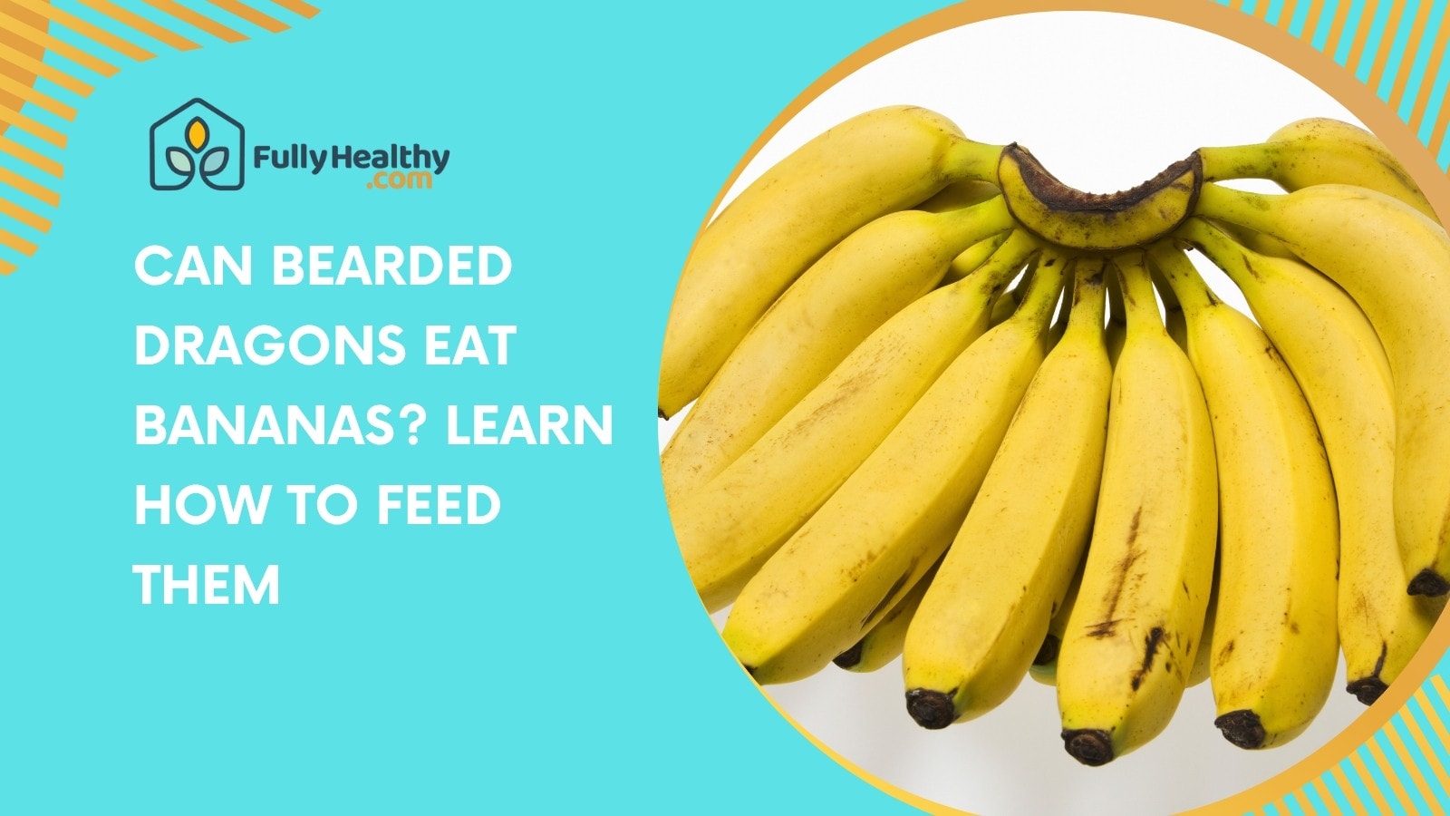 Can Bearded Dragons Eat Bananas? Learn How to Feed Them