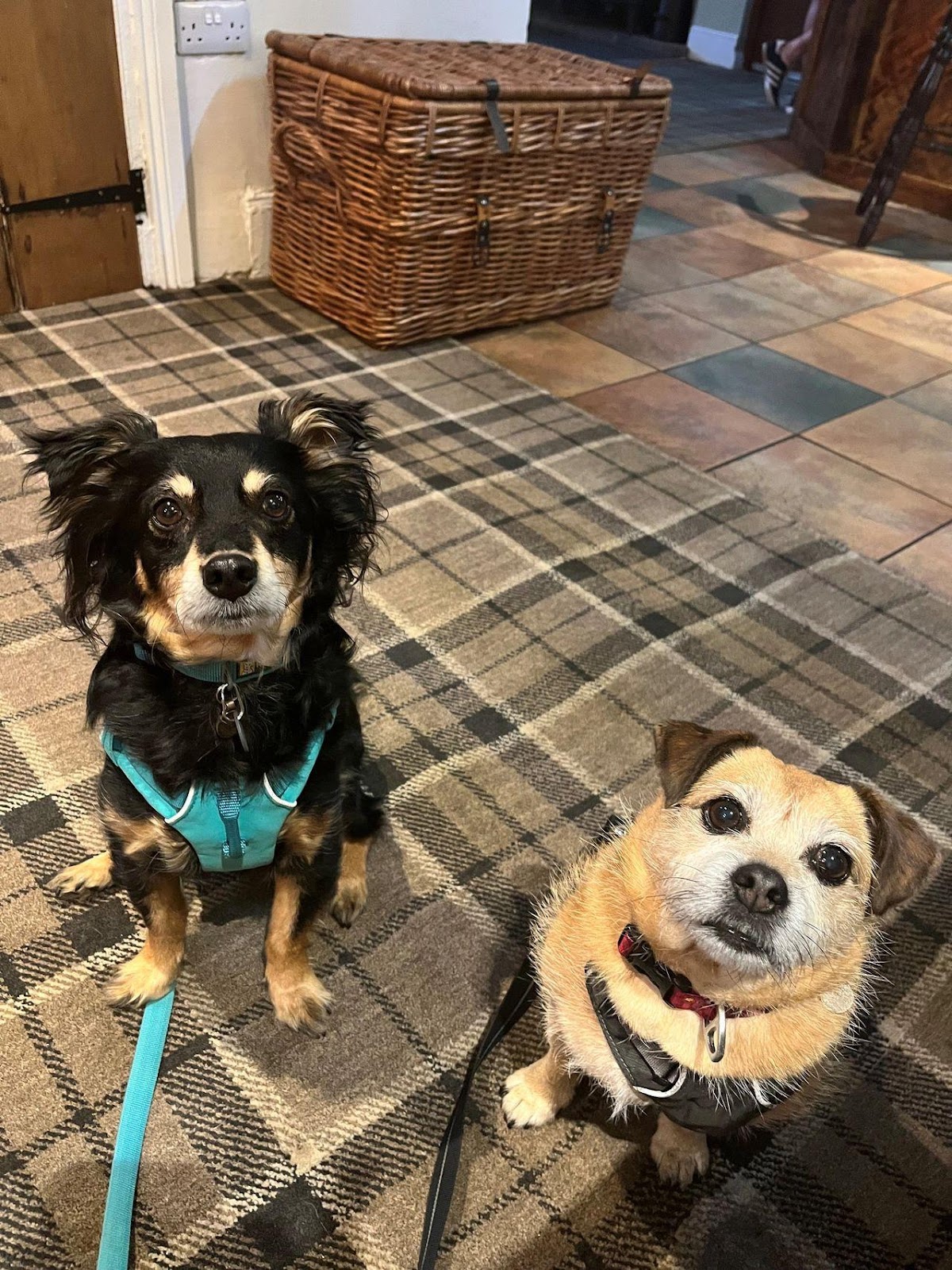 Rico and Maisy waiting patiently for treats in the pub in Northumberland. 