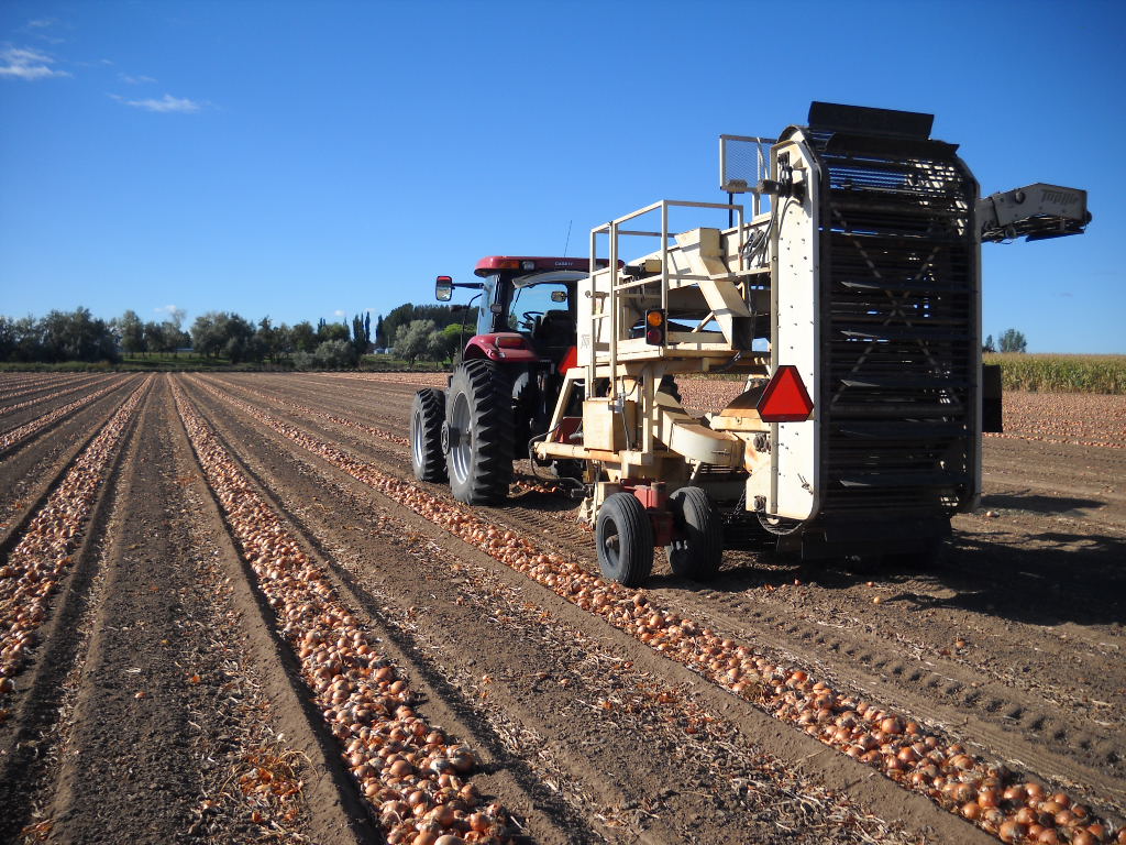 Harvesting and Handling onions