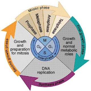 http://2.bp.blogspot.com/_207DNIaL-gc/TQk3DHYf39I/AAAAAAAAAXQ/dpkgK4HY3LY/s320/cellcycle.jpg