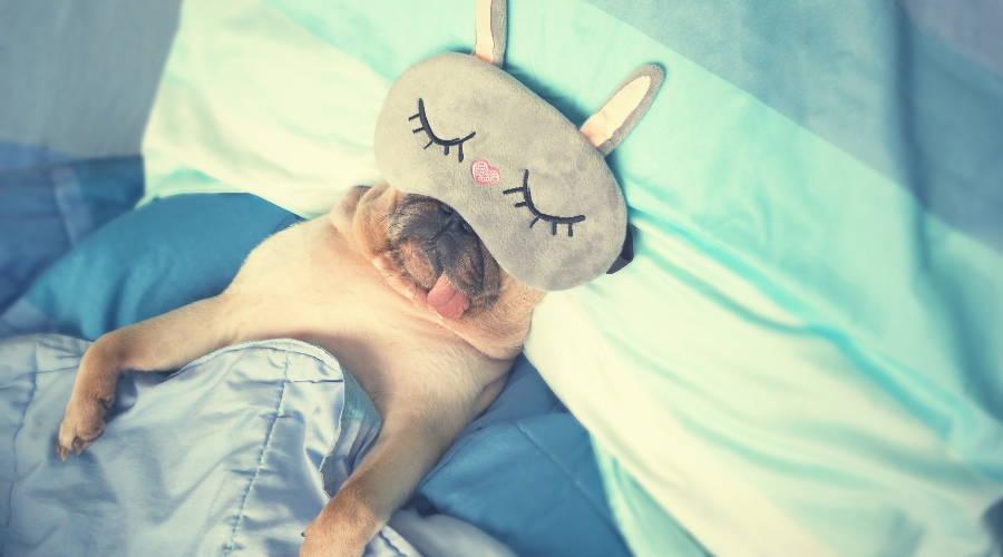 A dog lying on a bed with a mask on its head

Description automatically generated