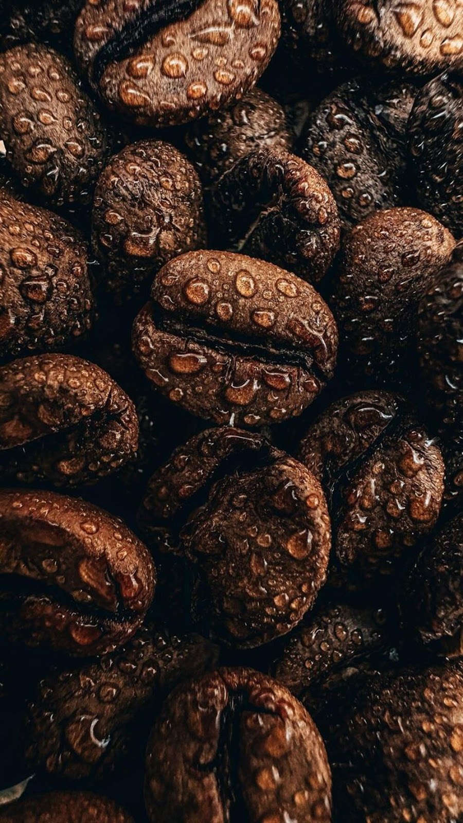 Arabica vs. Robusta: Which One is Better?