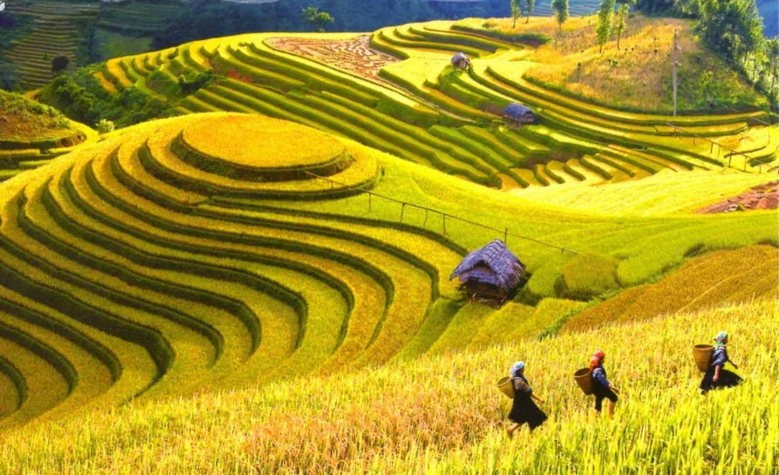 Ruộng bậc thang Ý Linh Hồ SaPa.