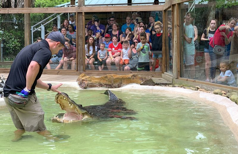 A Croc Squad member stands in a shallow pond beside Crusher, a 13-foot alligator, while a crowd watches the alligator show at Wild Florida.