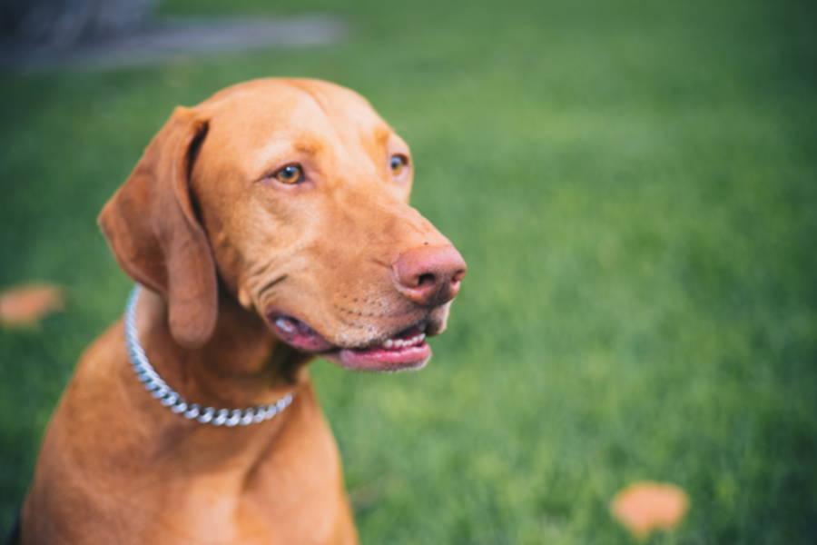 A brown dog with a white collar is sitting in the grass