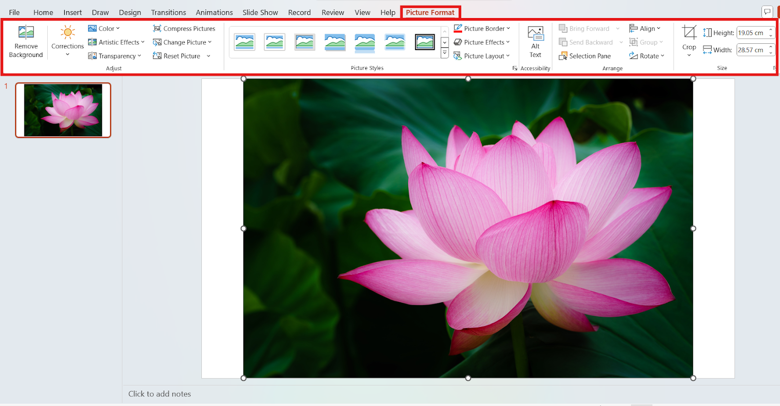 Picture Format tool bar in PowerPoint which is highlighted after a lotus image is selected.