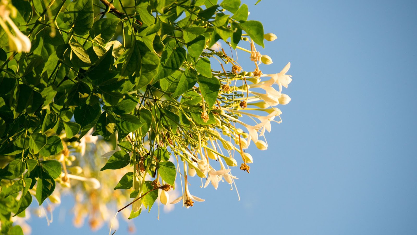 Indian Cork Tree (Millingtonia hortensis)
