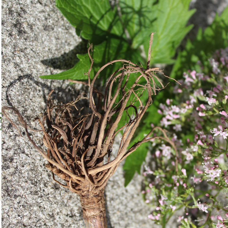 A Valerian Root flower alongside a stick on a rock surface in nature.