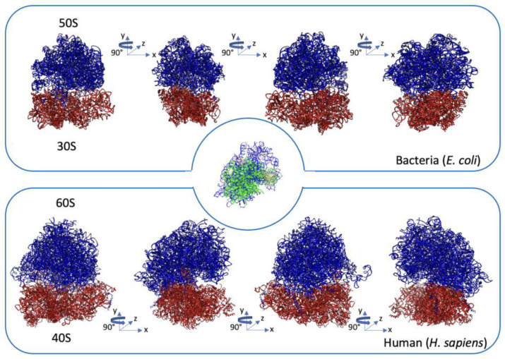 Comparison of Ribosomal Genes and Proteins
