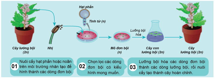 BÀI 21 - CÔNG NGHỆ TẾ BÀOMỞ ĐẦUCâu 1: Các phương pháp lai tạo giống vật nuôi và cây trắng truyền thông tạo ra các cá thể con mang những đặc tính di truyền giống bố mẹ và những đặc điểm sai khác so với bố mẹ. Vậy, để tạo ra hàng loạt cây trắng từ một phân cơ thể (mô hoặc tế bào) và mang đặc điểm giống hệt cơ thể bố. mẹ thì người ta thường đùng phương pháp nào? Tại sao?Đáp án chuẩn:Người ta sử dụng công nghệ tế bào để nhân bản vô tính vật nuôi, cây trồng. Tại vì phương pháp này dựa trên tính toàn năng của tế bào, nguyên lý phân chia và biệt hóa của tế bào để tạo ra sản phẩm là các dòng tế bào, cơ quan, cơ thể với số lượng lớn.I. CÔNG NGHỆ TẾ BÀO LÀ GÌ?Câu 1: Quan sát Hình 21.1 và 21.2 hãy cho biết thế nào là công nghệ tế bào.Đáp án chuẩn:Công nghệ tế bào là quy trình kỹ thuật nuôi cấy tế bào hoặc mô trên môi trường dinh dưỡng nhân tạo để tạo thành cơ quan hoặc cơ thể hoàn chỉnh.Luyện tập: Nêu những thành tựu của công nghệ tế bào mà em biết.Đáp án chuẩn:Nhân bản vô tính cừu Dolly, nhân giống các loại cây dược liệu quý, các giống cây ăn quả tốt và các loại cây cảnh có giá trị cao.Câu 2: Cơ sở khoa học của công nghệ tế bào là gì?Đáp án chuẩn:Cơ sở khoa học của công nghệ tế bào là dựa trên tính toàn năng, khả năng biệt hóa và phân biệt của tế bào, cùng khả năng phân chia và điều khiển sự biệt hóa bằng các thành phần môi trường, đặc biệt là hormone sinh trưởng.Câu 3: Quan sát Hình 21.2 và 21.3, cho biết nguyên lí để thực hiện công nghệ tế bào là gì?Đáp án chuẩn:Công nghệ tế bào là quá trình nuôi cấy tế bào hoặc mô trên môi trường dinh dưỡng nhân tạo để tạo thành cơ quan hoặc mô cơ thể.Câu 4: Quan sát hình 21.3 và 21.4 cho biết tính toàn năng của tế bào là gì. Tính toàn năng của tế bào thực vật và tế bào động vật giống hay khác nhau?Đáp án chuẩn:Tế bào quy định tất cả các đặc tính của sinh vật. Tế bào thực vật có khả năng tái tạo một cá thể từ một mô hoặc tế bào ban đầu. Động vật có khả năng tái tạo tế bào giống nhau và biệt hóa thành các tế bào trưởng thành.II. CÔNG NGHỆ TẾ BÀO THỰC VẬTCâu 5: Hãy cho biết mô sẹo có thể phát triển thành bộ phận nào của cây con?Đáp án chuẩn:- Phát triển thành tất cả các bộ phận của cây con để tạo thành cây con hoàn chỉnh.Câu 6: Trình bày tóm tắt quy trình thực hiện nhân giống vây trồng bằng công nghệ tế bào thực vật.Đáp án chuẩn:-  Tách và nuôi cấy mô phân sinh.-  Nuôi cấy mô sẹo thành cơ thể mới.-  Nuôi trồng các cây con ở môi trường thực địa.III. CÔNG NGHỆ TẾ BÀO ĐỘNG VẬTCâu 7: Quan sát hình 21.6 và trình vày quy trình nhân bản vô tính vật nuôi.Đáp án chuẩn:- Xử lý các tế bào thực hiện nhân bản vô tính.- Dung hợp tế bào.- Nuôi cấy tế bào lai.- Tạo cơ thể mới.Câu 8: Quan sát Hình 21.7 và cho biết thế nào là cấy truyền phôi động vật.Đáp án chuẩn:Công nghệ cấy truyền phôi bò là quá trình nuôi cấy và chuyển phôi từ bò cho phôi sang bò nhận phôi để tạo thành cá thể bò mới.Câu 9: Trình bày sơ đồ quy trình cấy truyền phôi động vật.Đáp án chuẩn:1. Tách lấy phôi từ động vật cho phôi.2. Tác động vào phôi trước khi cấy vào tử cung của động vật nhận phôi.3. Cấy phôi đã được tác động vào tử cung của động vật nhận phôi để thực hiện việc mang thai và sinh con.Luyện tập: Trong thực tế , đã có những thành tựu công nghệ tế bào động vật nào được đưa vào ứng dụng và sản xuất?Đáp án chuẩn:- Ghép da từ một phần da khỏe của bệnh nhân để chữa lành các vết bỏng.- Ghép nội tạng từ mô nội tạng của lợn.- Sản xuất trứng có khả năng chữa bệnh Wolman từ gà có chuyển gen.- Sản xuất sữa có chứa antithrombin alfa từ dê có chuyển gen, được sử dụng để điều trị suy giảm antithrombin alfa.Vận dụng: Hãy tìm hiểu về một thành tựu của công nghệ tế bào thực vật hoặc động vật. Đánh giá tính hiệu quả của việc ứng dụng thành tựu đó trong đời sống.Đáp án chuẩn:Một ví dụ về thành tựu của công nghệ tế bào thực vật là sử dụng nuôi cấy mô để nhân nhanh các giống cây trồng. Quy trình này đòi hỏi công nghệ cao, nhưng giúp người trồng có thể sản xuất các giống cây trồng sạch bệnh, đồng loạt, và có chất lượng ổn định để xuất khẩu với số lượng lớn.BÀI TẬP