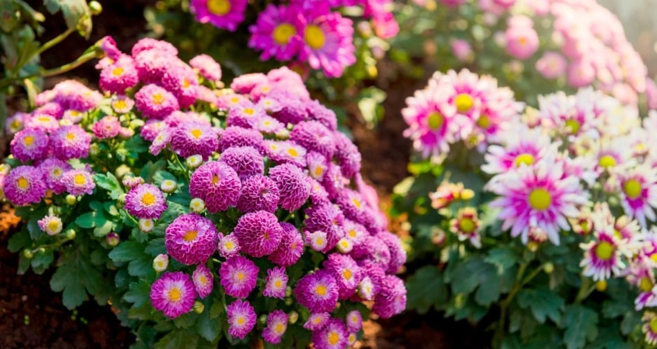 Daily Mum Care to Keep Blooms Going