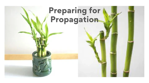 Preparing for Plant Propagation