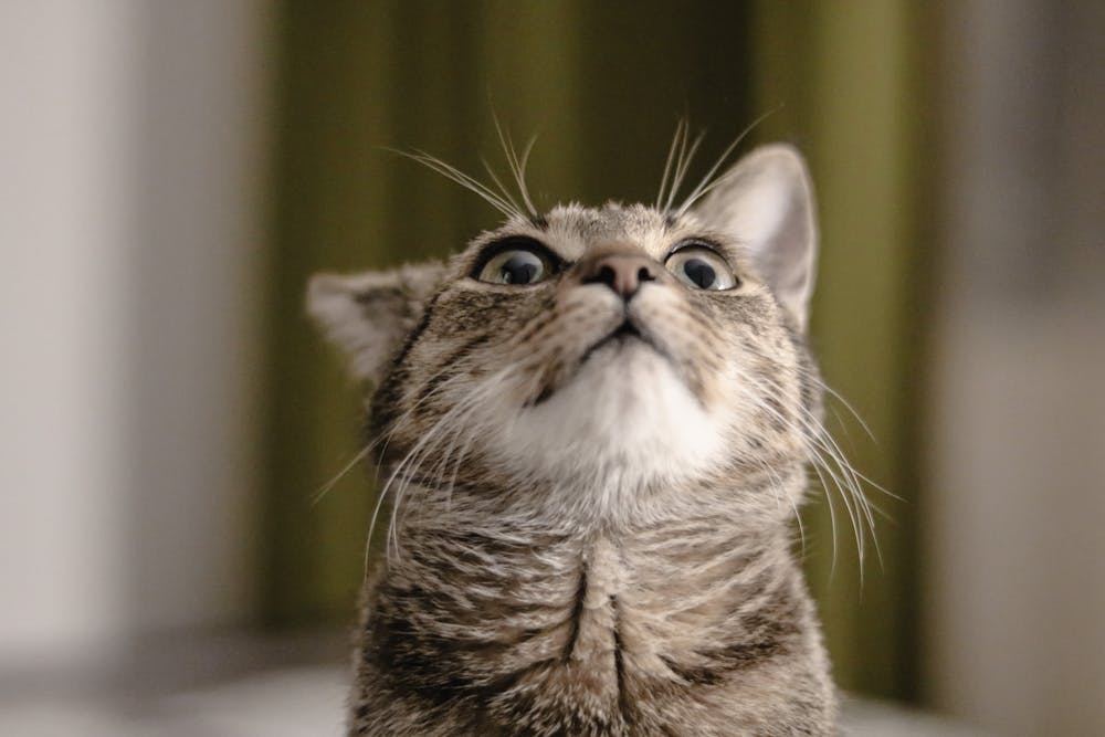 Brown Tabby Cat in Close-Up Photography
