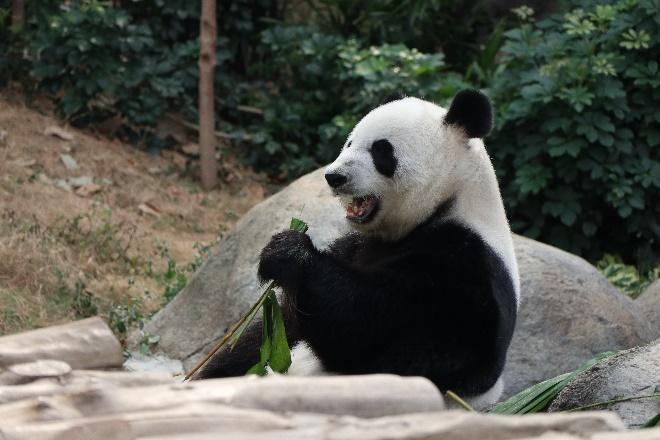 生活-海洋公園-動物保育-大熊貓