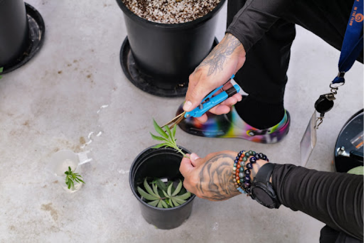 A marijuana cultivator trims a small, bright green clone.