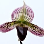 Lady’s slipper orchid