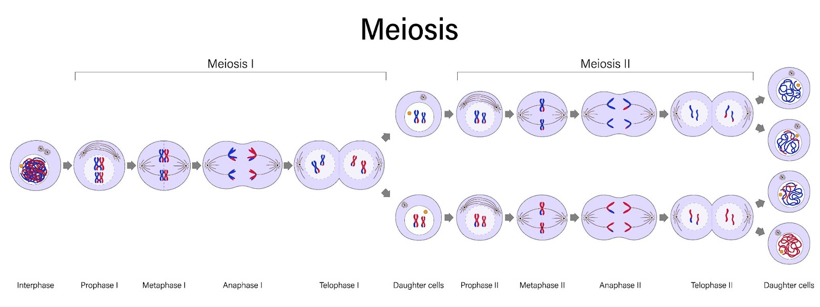 Stages of Meiosis