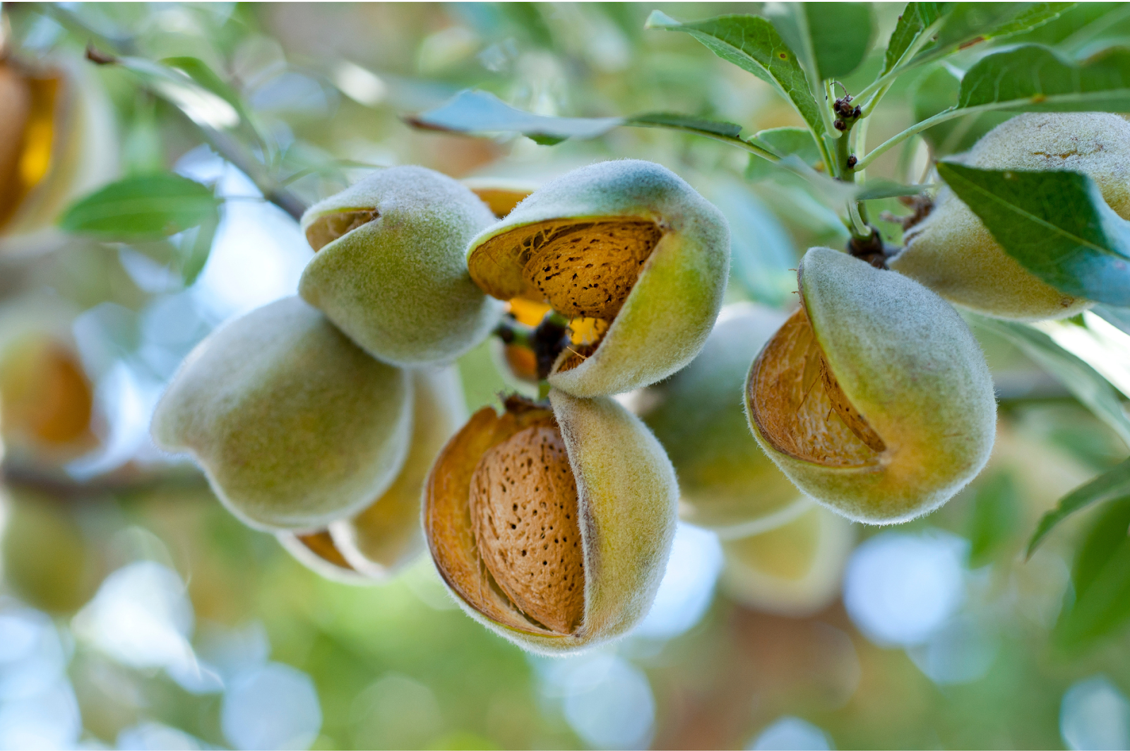 A picture of Almond Tree