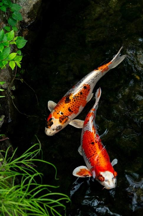 Japanese Koi Carp