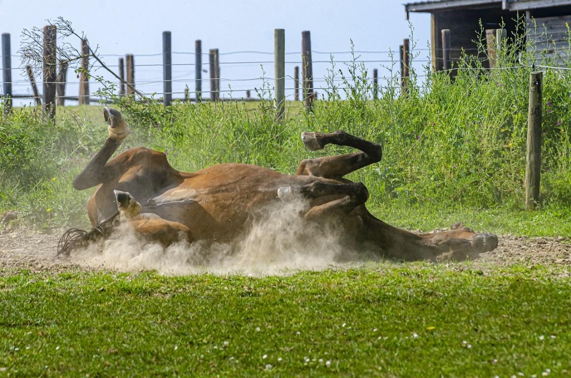 Cavalo, Cavalos, Campo, Poeira, Animais