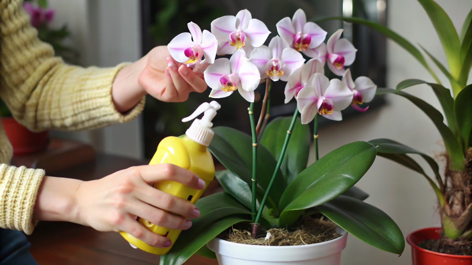 Regando uma orquídea com borrifador para controle de umidade.