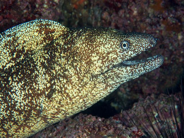 うつぼという魚の画像

