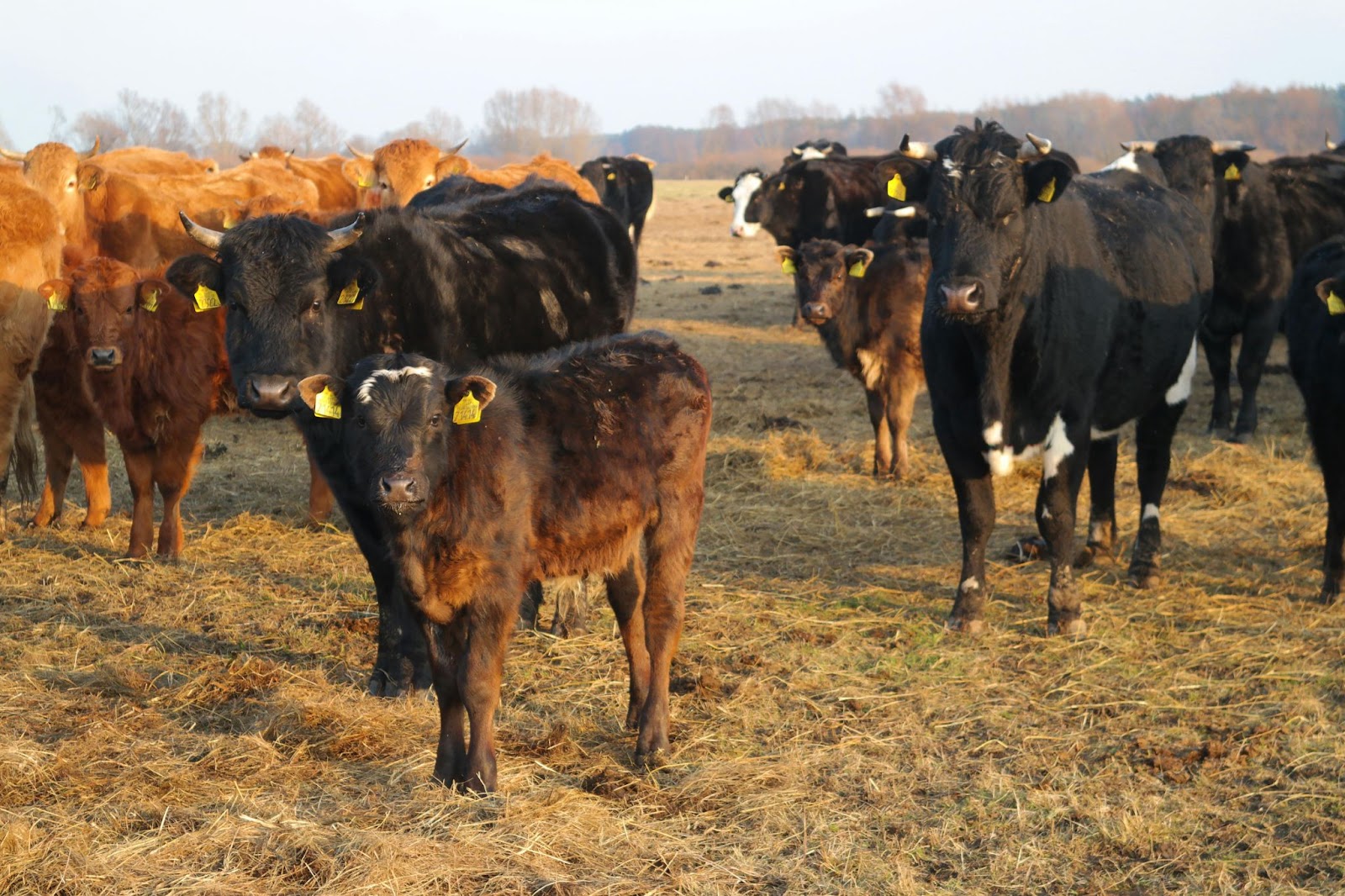 Herd of Cows Benefitting from Expert Livestock Health Management