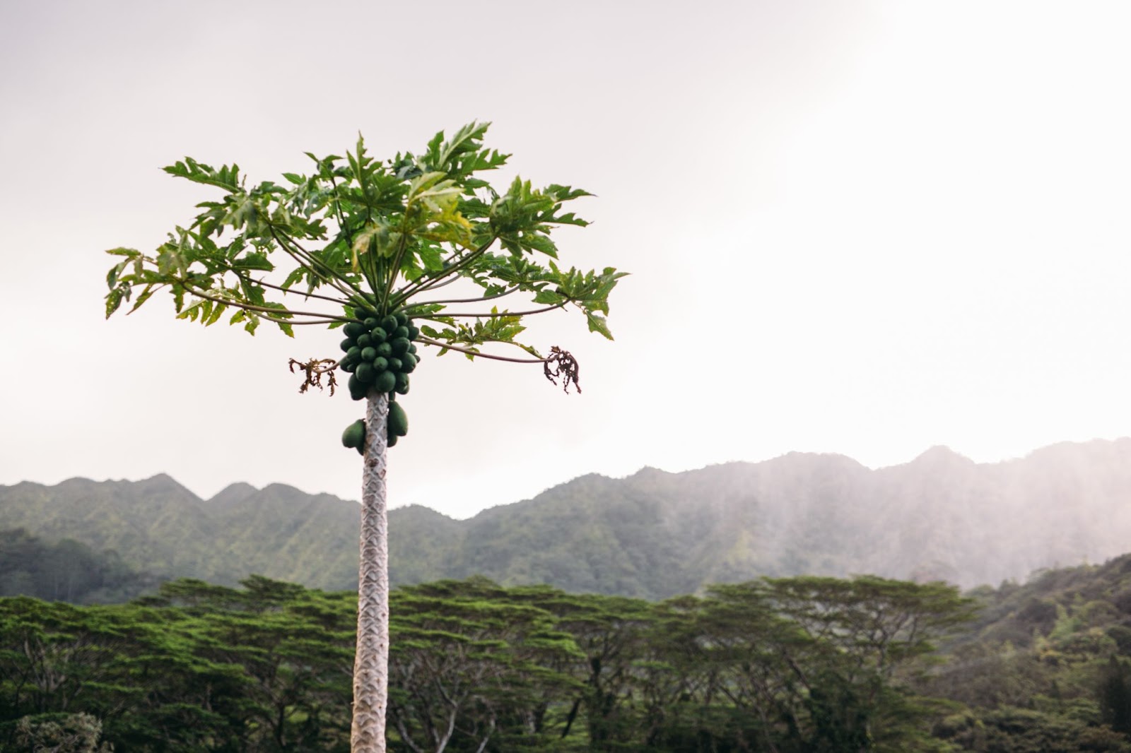 A single papaya tree farming for cultivation